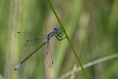 David Plant Photography - Wildlife Photography - Scarce emerald damselfly - J